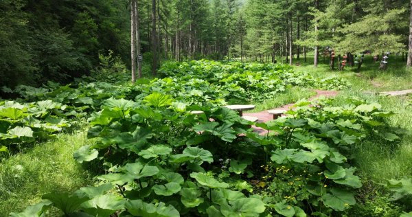 炒股配资平台选 宁夏泾源: 2025第二届六盘山避暑音乐节暨短视频摄影大赛精彩启动