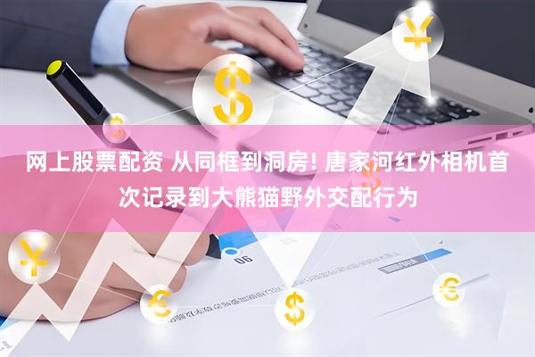 网上股票配资 从同框到洞房! 唐家河红外相机首次记录到大熊猫野外交配行为
